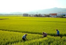 RI Peringkat ke-4 Produsen Beras Terbesar di Dunia!